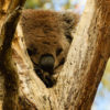 Friday Photo – Koala in Melbourne 20071022_Australia-42-1