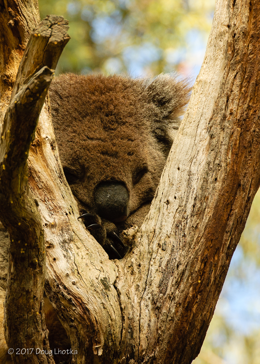 Friday Photo - Koala in Melbourne