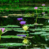 Friday Photo – Reflections of Beauty 20061025-Hawaii-448-1-2