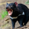 Friday Photo – Tasmanian Devil in Tasmania 2014-10 Tasmania-904-1-2