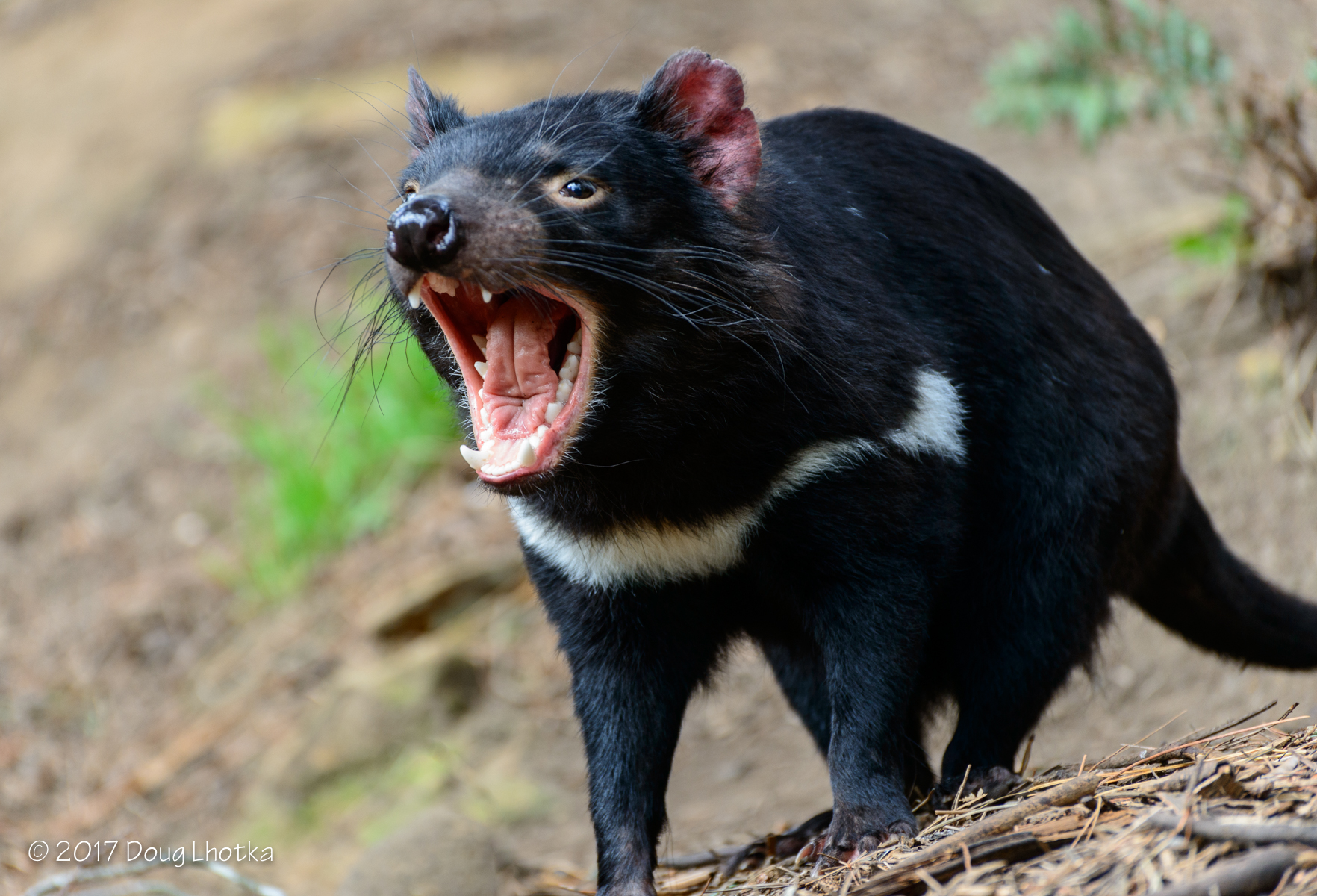 Friday Photo - Tasmanian Devil in Tasmania