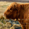 Friday Photo – Scottish Cow on Skye 2013-04 UK Trip-922-1