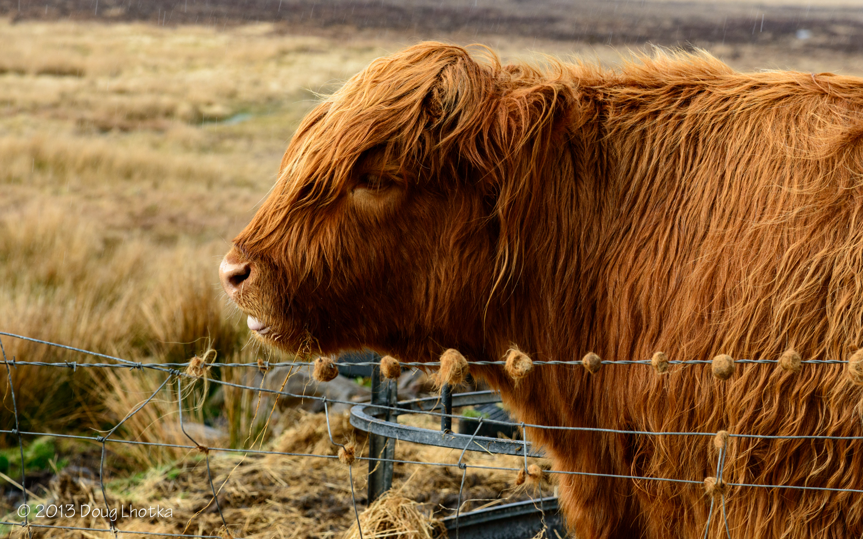 Friday Photo - Scottish Cow on Skye