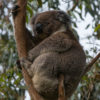 Friday Photo – Koala at Tower Hill 2017-10 Australia-124-1