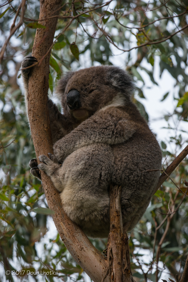 Friday Photo - Koala at Tower Hill