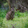 Friday Photo – Here’s Looking at ‘Roo’ 2017-10 Australia-298-1