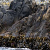 Friday Photo – Flying Sea Lion in the Great Southern Ocean 2014-10 Tasmania-2574