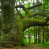 We are Root – Major MacOS Security Flaw dreamstime_3409727