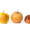 Rotten Apples: Mac Anti-malware (c) Depositphotos / eggheadphoto