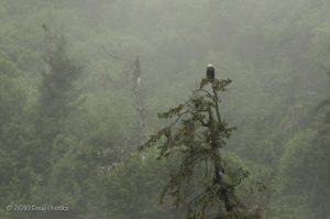Alaskan Eagle in the Mist