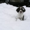 Friday Photo – Hound in the Snow Truffles