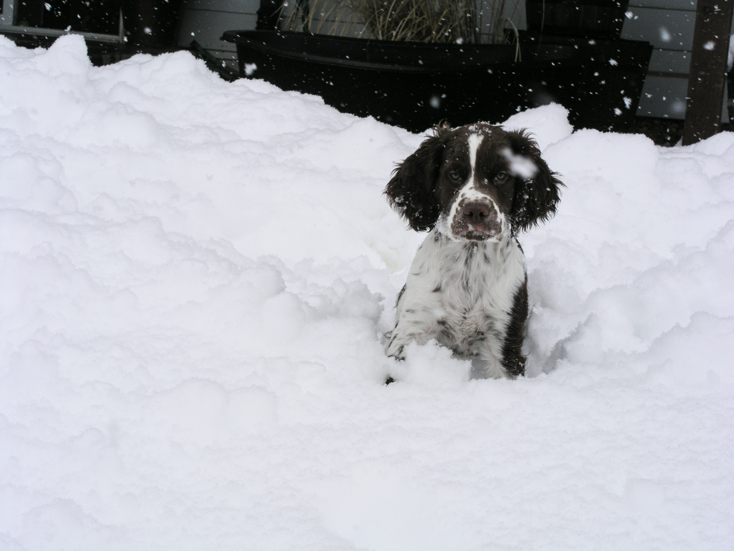 Friday Photo - Hound in the Snow