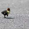 Chicken little has left the building – selling security without fear (c) Dreamstime