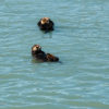 Friday Photo – Critters in Alaskan Waters 2010-07-23 Alaska Day 3-060