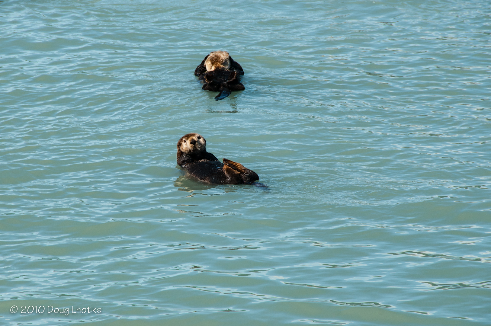 Friday Photo - Critters in Alaskan Waters