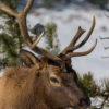 Friday Photo: Elk in Estes 2017-11 Estes Park-379
