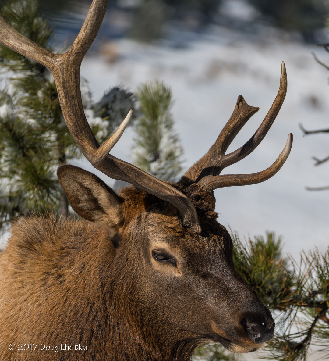 Friday Photo: Elk in Estes