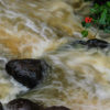 Friday Photo – Hawaiian Runoff 20061025-Hawaii-676