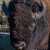 Don’t Poke the Buffalo 2012-08 Yellowstone-1395