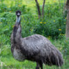 Friday Photo: Here’s looking at Emu 2017-10 Australia-239
