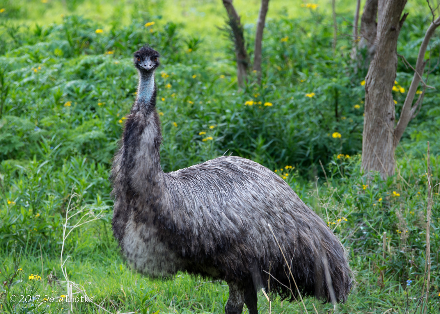 Friday Photo: Here's looking at Emu