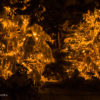 Friday Photo – Merry Christmas from the Denver Botanic Gardens 20061129-Blossoms_of_Light-44-Edit-PrintSharp-12