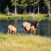 Herd Immunity and Microsoft Legacy Patches 2012-08 Yellowstone-619
